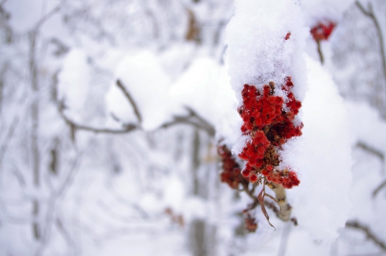 huntsville-winter-blooms