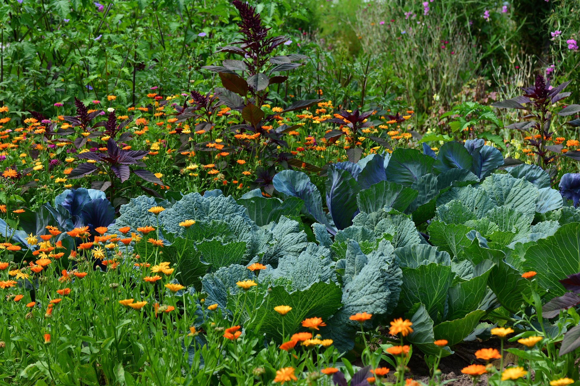 white-cabbage