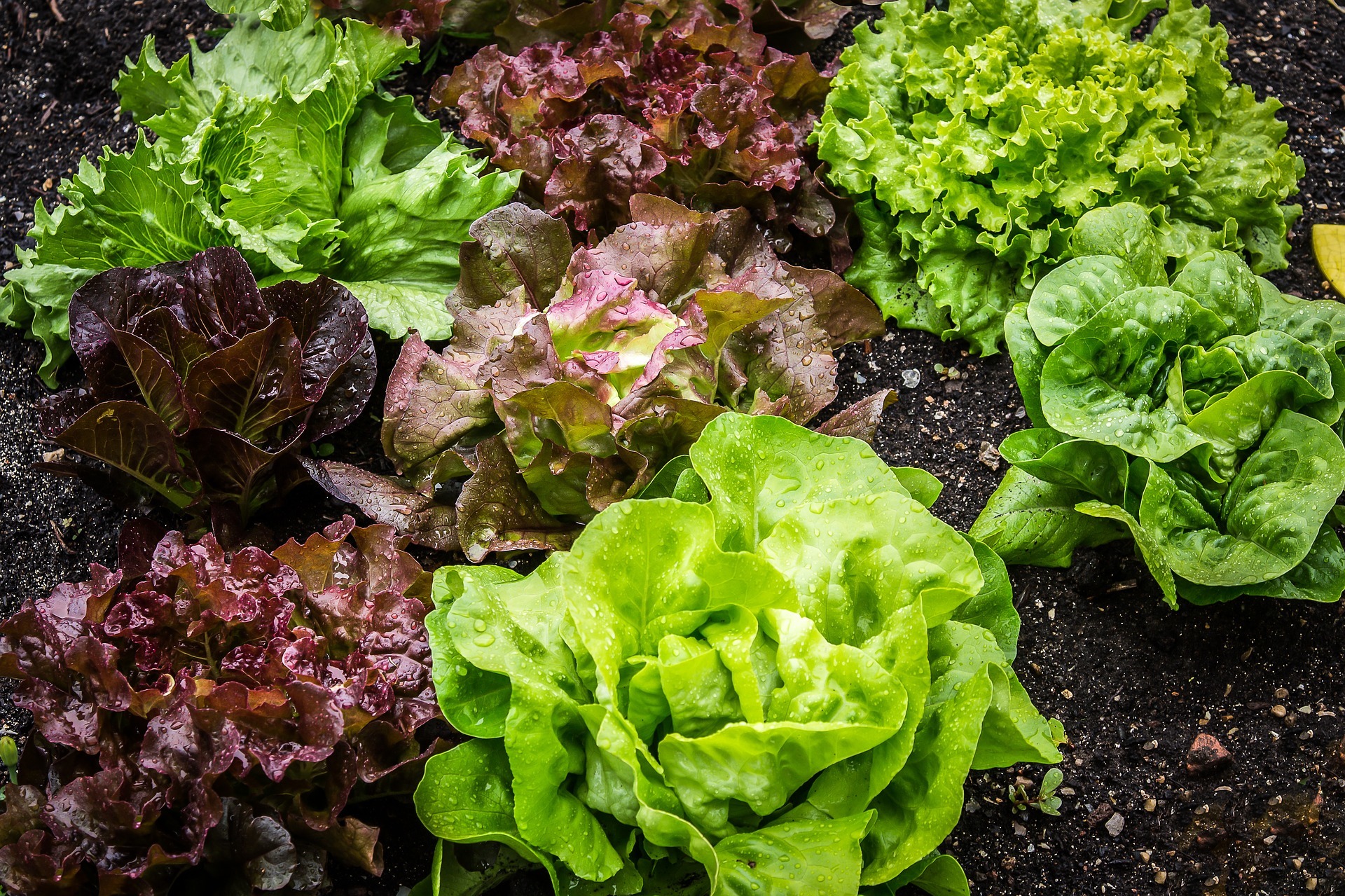 Steam vegetables salads фото 56