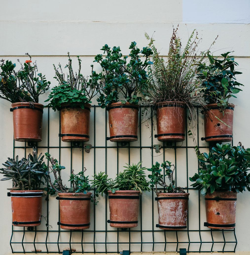 indoor living herb wall