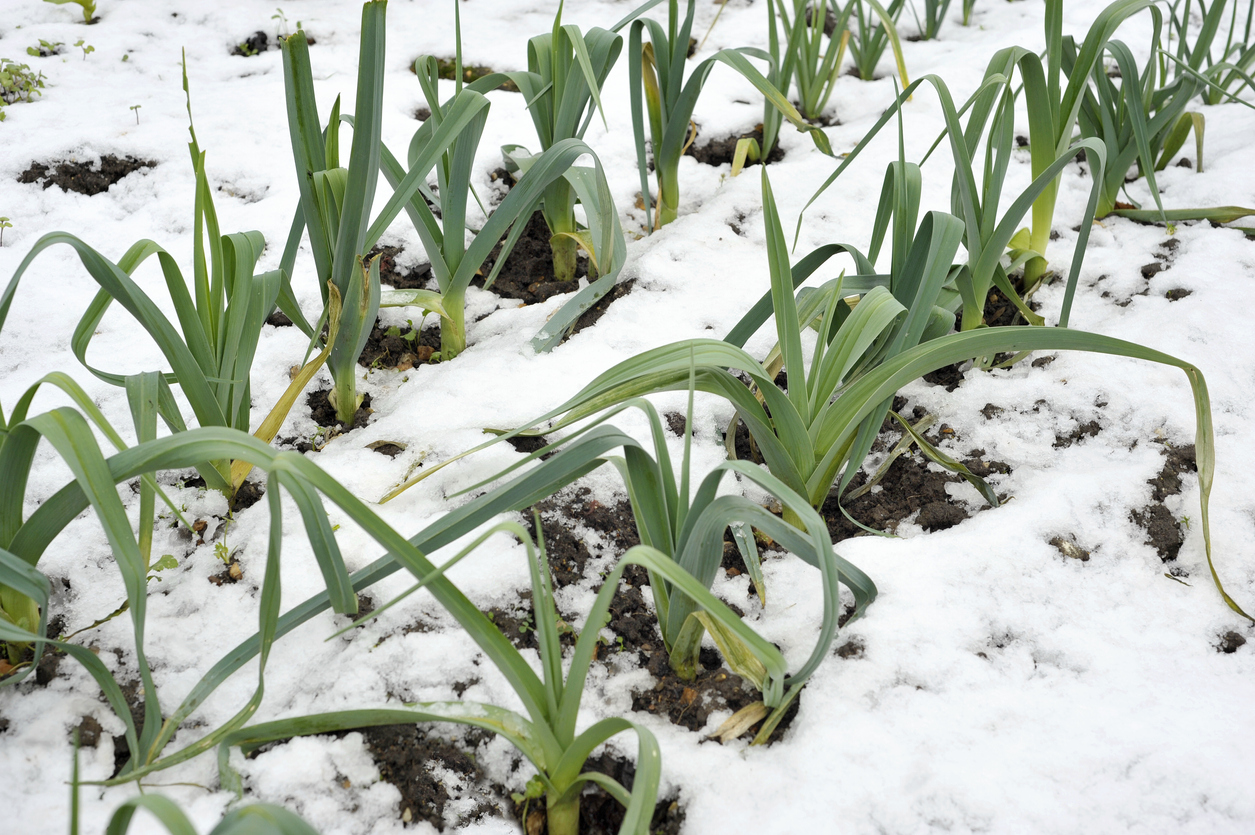 winter-garden