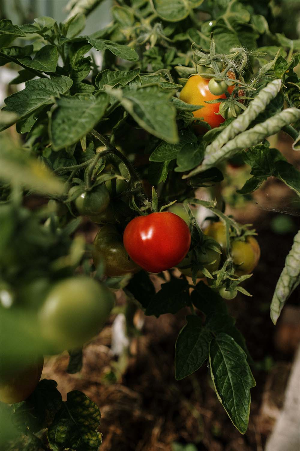 tomatos-garden-to-table-an-extension-of-your-kitchen-alair-cuyahoga-falls